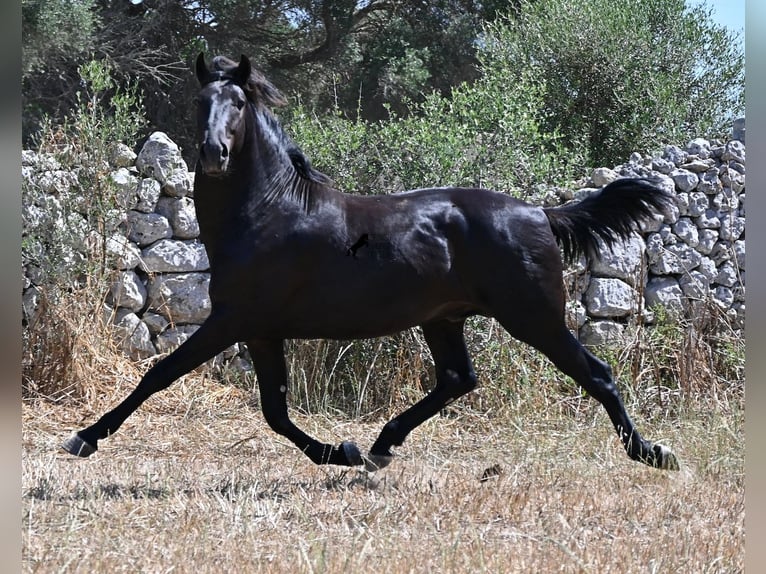 Minorquin Étalon 2 Ans 160 cm Noir in Menorca