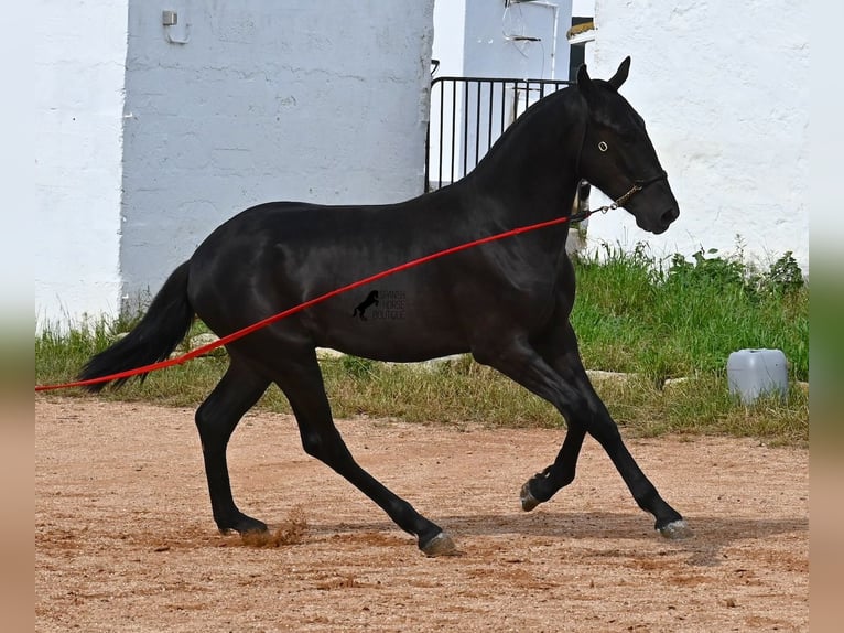 Minorquin Étalon 2 Ans 160 cm Noir in Menorca