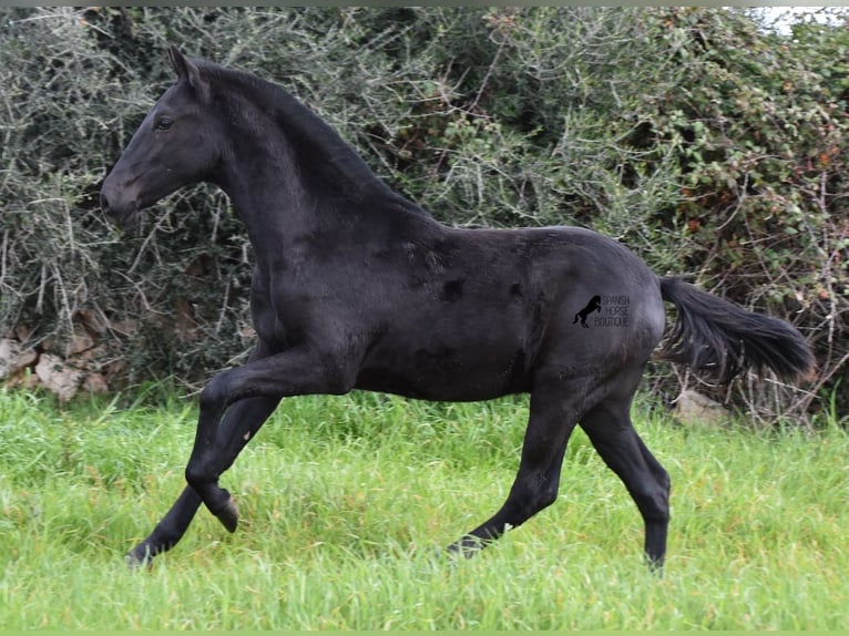 Minorquin Étalon 2 Ans 160 cm Noir in Menorca