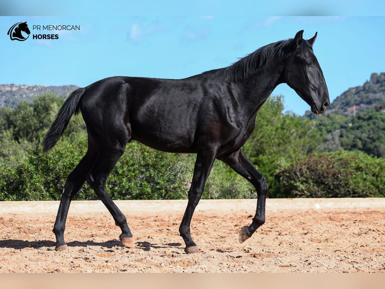 Minorquin Étalon 2 Ans 162 cm Noir in Menorca