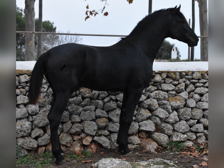 Minorquin Étalon 2 Ans 162 cm Noir in Menorca