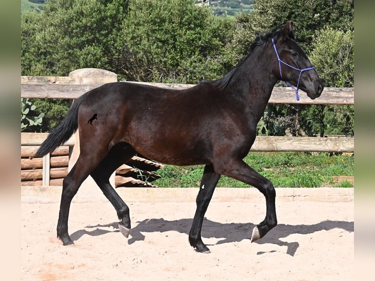 Minorquin Étalon 2 Ans 162 cm Noir in Menorca