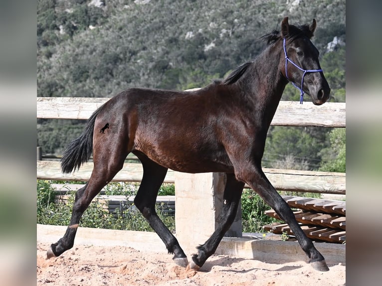 Minorquin Étalon 2 Ans 162 cm Noir in Menorca