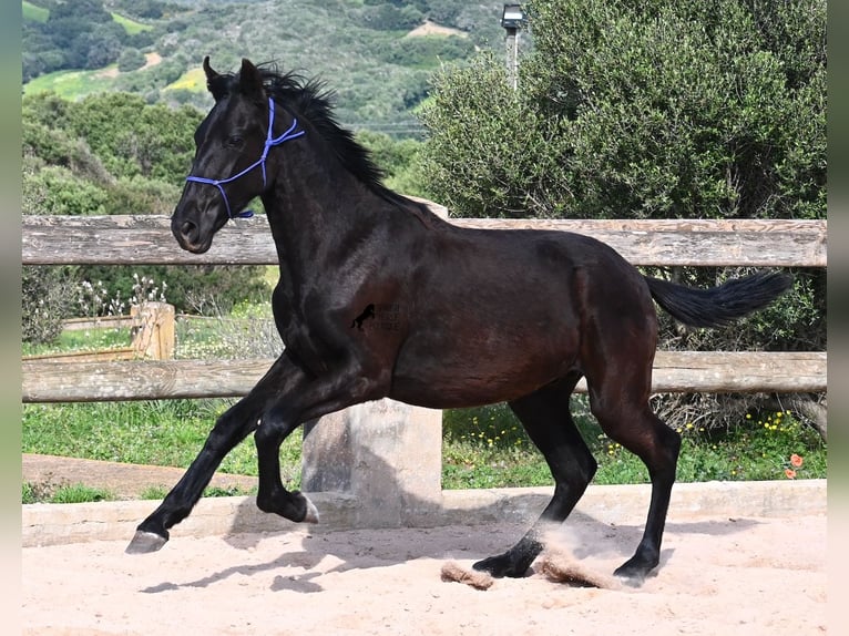 Minorquin Étalon 2 Ans 162 cm Noir in Menorca