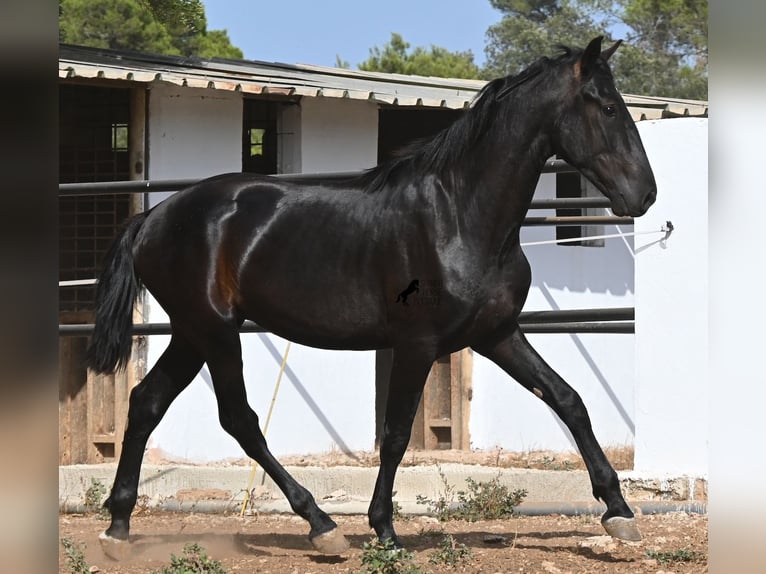 Minorquin Étalon 2 Ans 163 cm Noir in Menorca