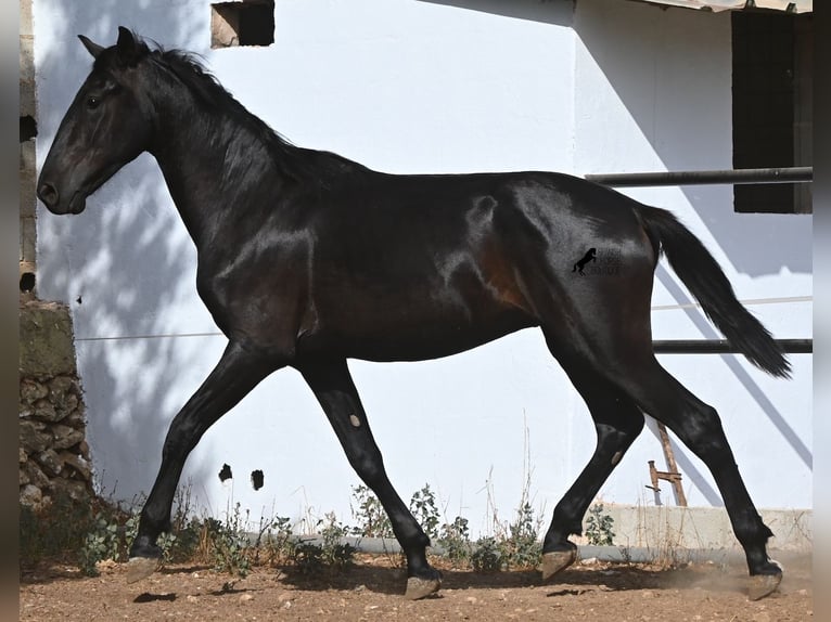 Minorquin Étalon 2 Ans 163 cm Noir in Menorca