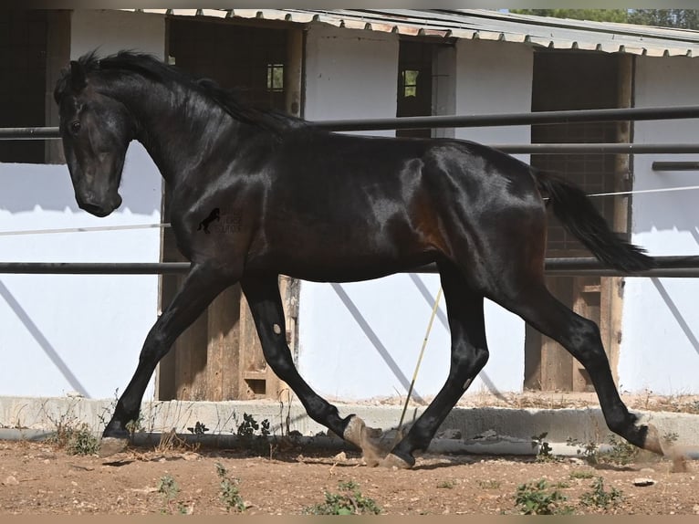 Minorquin Étalon 2 Ans 163 cm Noir in Menorca