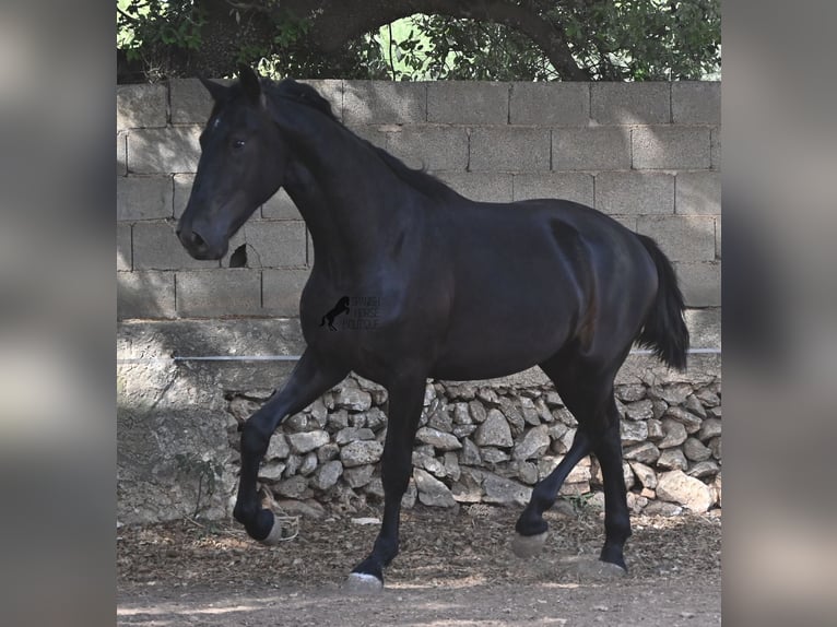 Minorquin Étalon 2 Ans 163 cm Noir in Menorca
