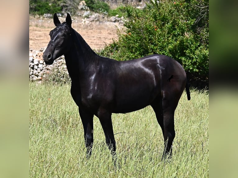 Minorquin Étalon 2 Ans 165 cm Noir in Menorca