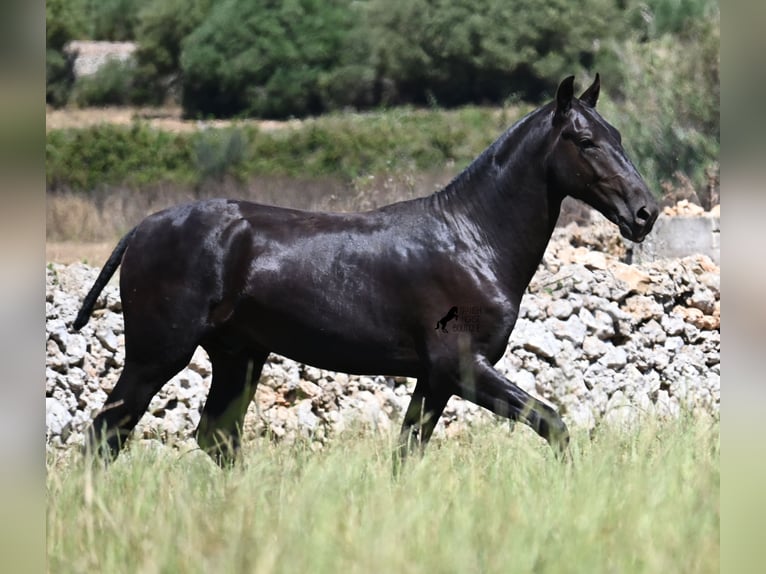 Minorquin Étalon 2 Ans 165 cm Noir in Menorca