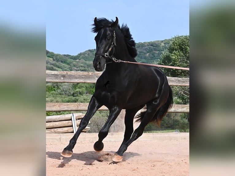 Minorquin Étalon 2 Ans 169 cm Noir in Menorca