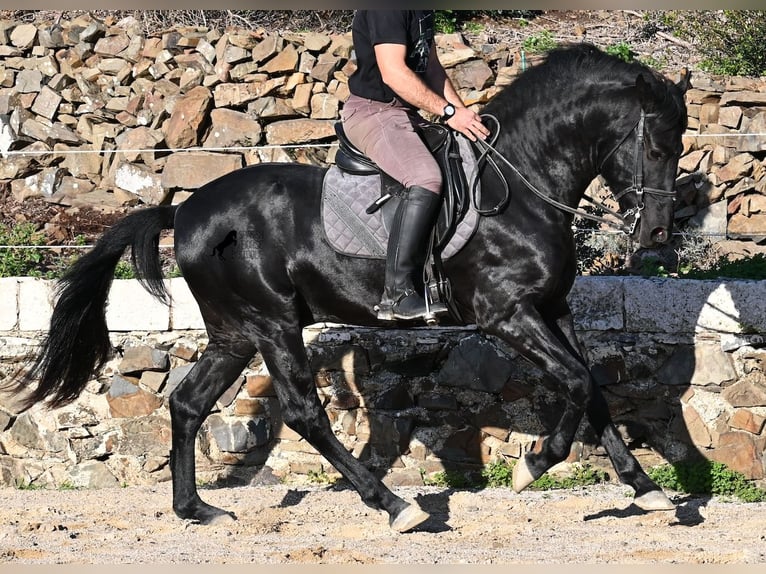 Minorquin Étalon 3 Ans 152 cm Noir in Menorca