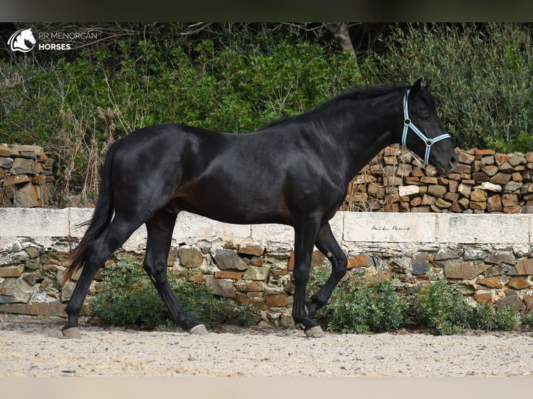 Minorquin Étalon 3 Ans 159 cm Noir in Menorca