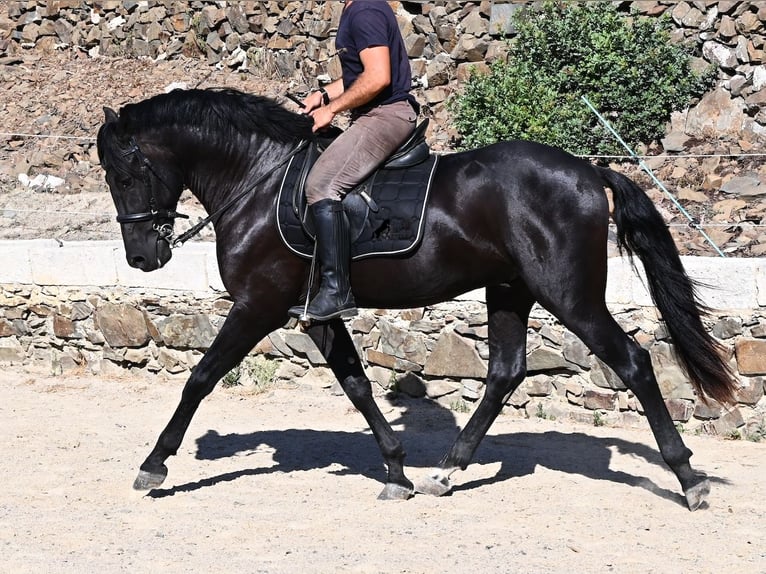 Minorquin Étalon 3 Ans 160 cm Noir in Menorca