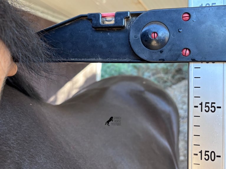 Minorquin Étalon 3 Ans 160 cm Noir in Menorca