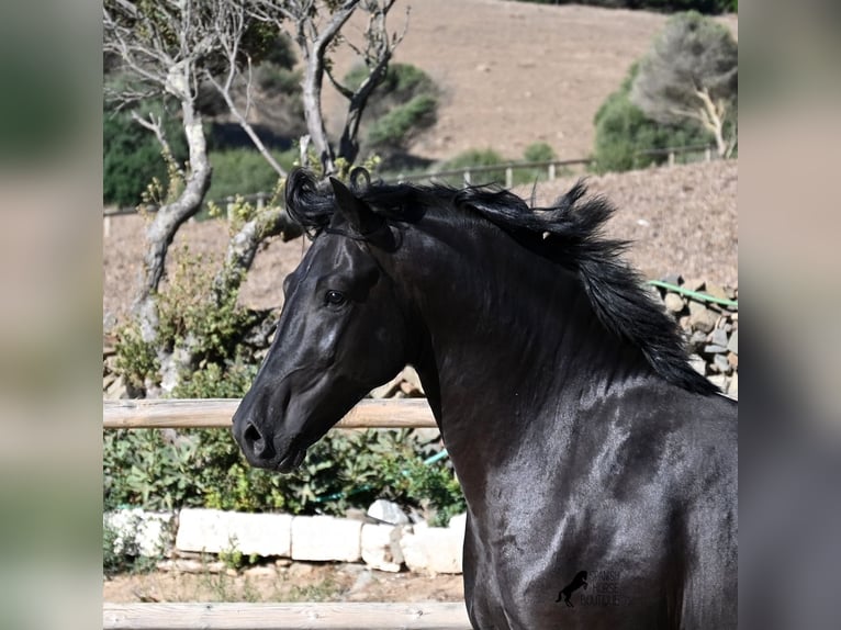 Minorquin Étalon 3 Ans 160 cm Noir in Menorca