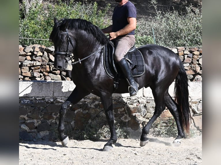 Minorquin Étalon 3 Ans 160 cm Noir in Menorca