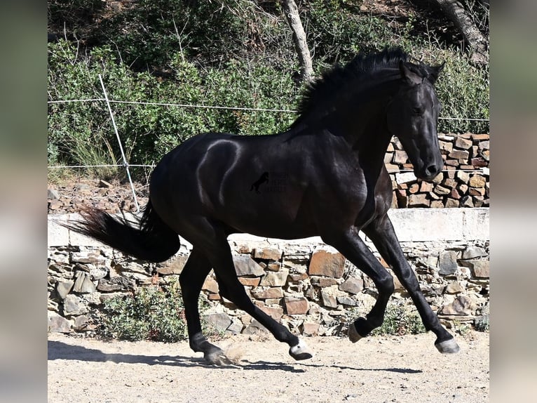 Minorquin Étalon 3 Ans 160 cm Noir in Menorca