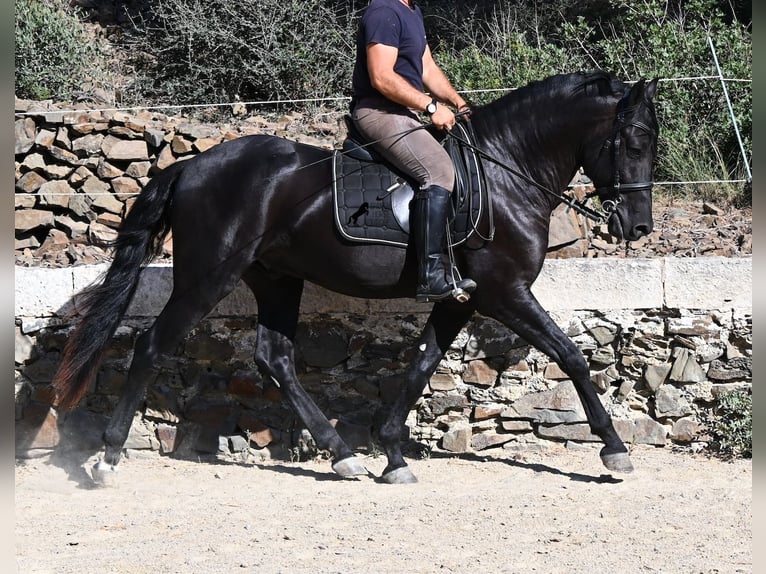 Minorquin Étalon 3 Ans 160 cm Noir in Menorca