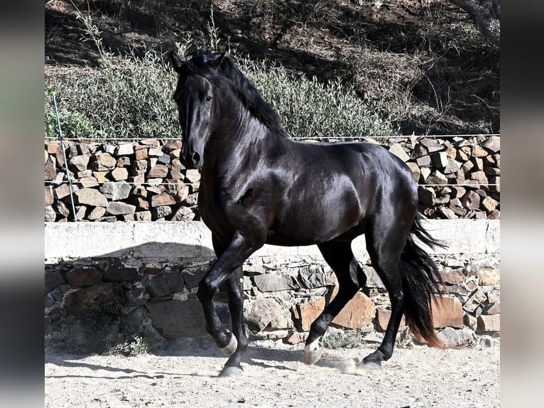 Minorquin Étalon 3 Ans 160 cm Noir in Menorca