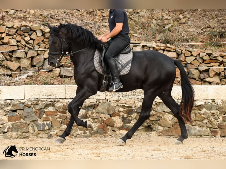 Minorquin Étalon 3 Ans 164 cm Noir in Ciutadella De Menorca