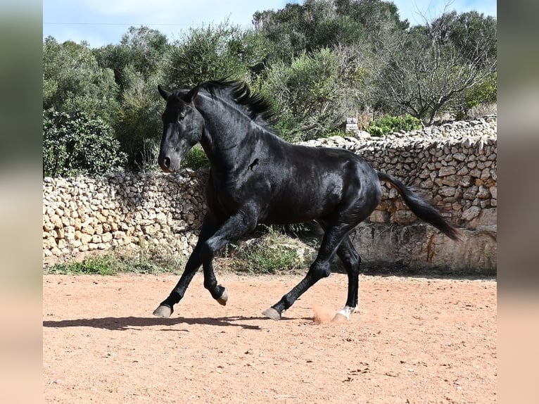 Minorquin Étalon 3 Ans 167 cm Noir in Menorca