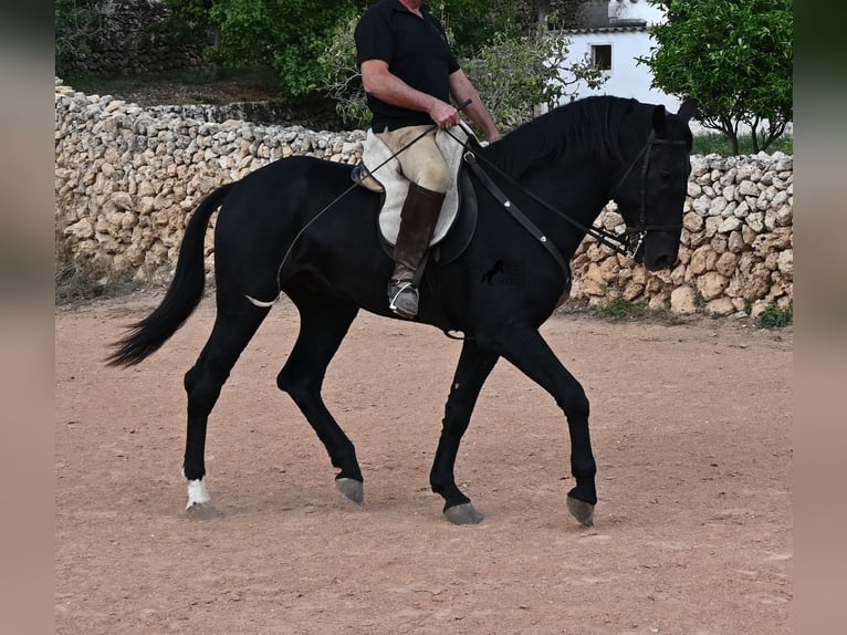 Minorquin Étalon 3 Ans 167 cm Noir in Menorca