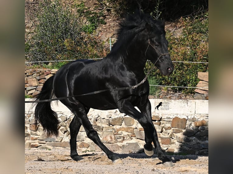 Minorquin Étalon 4 Ans 152 cm Noir in Menorca