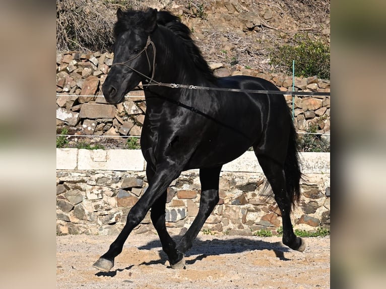 Minorquin Étalon 4 Ans 152 cm Noir in Menorca