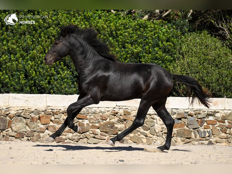 Minorquin Étalon 4 Ans 154 cm Noir in Menorca