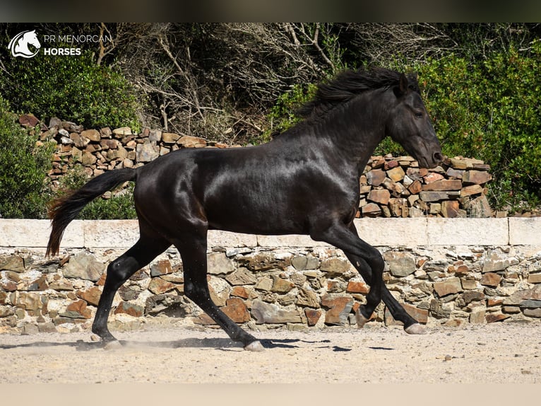 Minorquin Étalon 4 Ans 158 cm Noir in Menorca