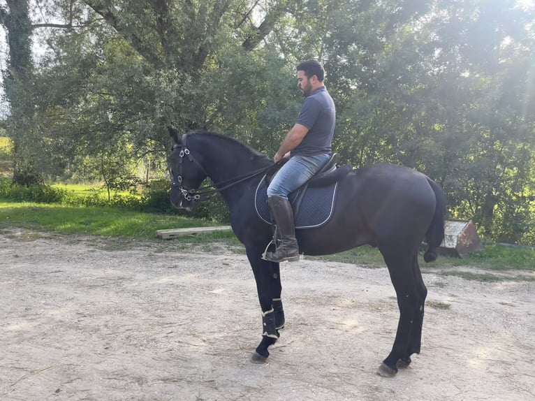 Minorquin Étalon 5 Ans 160 cm Noir in Fleurance