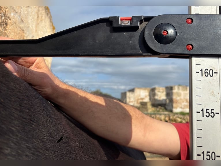 Minorquin Étalon 5 Ans 162 cm  in Menorca