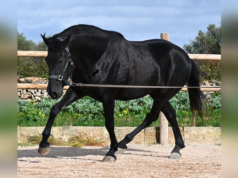 Minorquin Étalon 5 Ans 162 cm  in Menorca