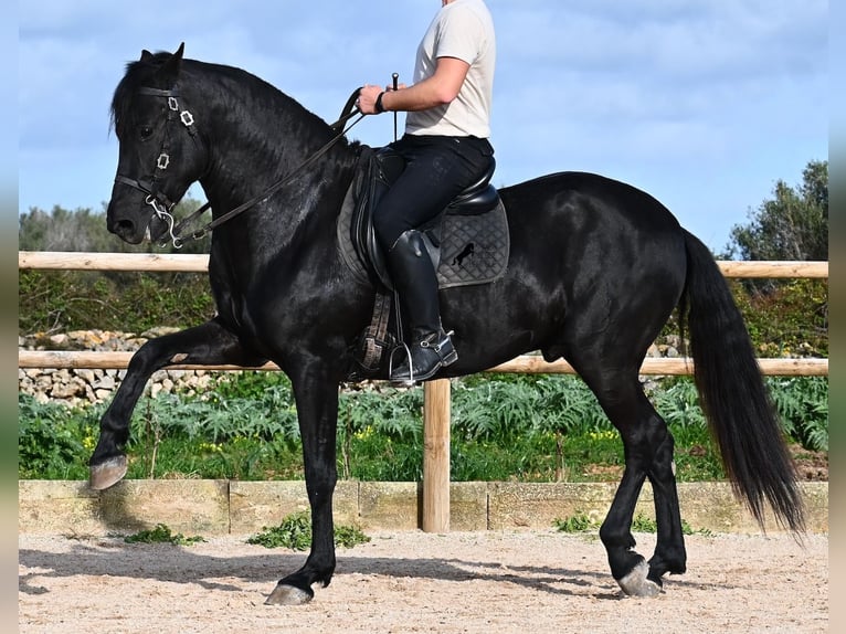 Minorquin Étalon 5 Ans 162 cm  in Menorca