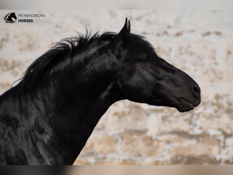 Minorquin Étalon 5 Ans 162 cm Noir in Menorca