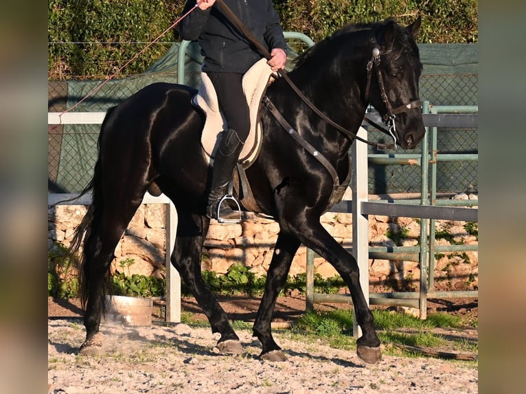 Minorquin Étalon 5 Ans 169 cm Noir in Mallorca