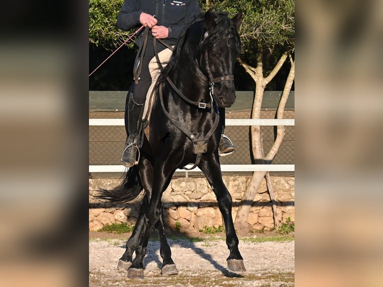 Minorquin Étalon 5 Ans 169 cm Noir in Mallorca