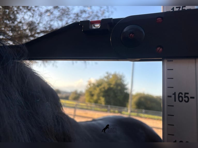 Minorquin Étalon 5 Ans 169 cm Noir in Mallorca