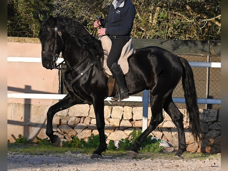Minorquin Étalon 5 Ans 169 cm Noir in Mallorca