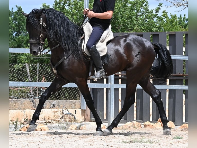 Minorquin Étalon 5 Ans 169 cm Noir in Mallorca