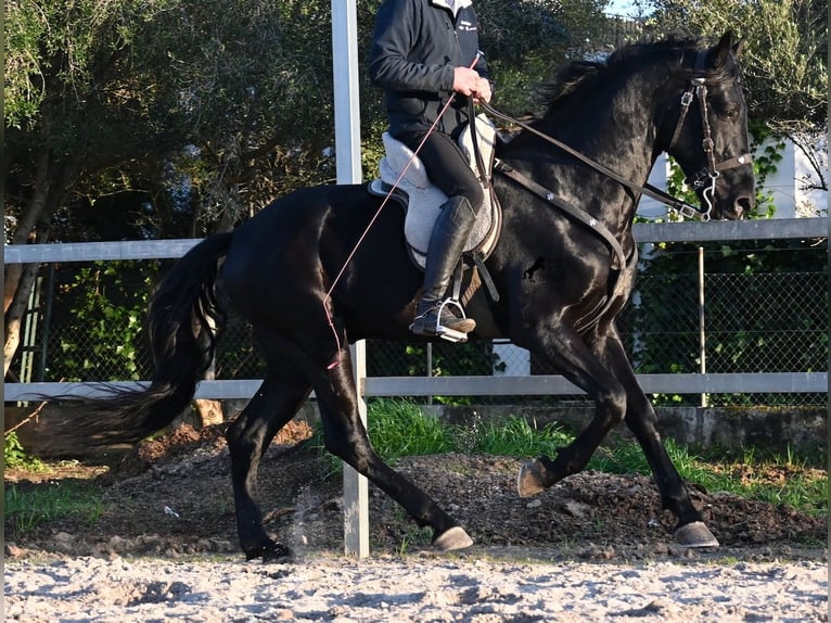 Minorquin Étalon 5 Ans 169 cm Noir in Mallorca