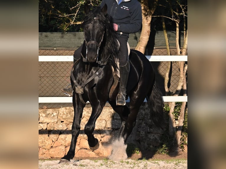 Minorquin Étalon 5 Ans 169 cm Noir in Mallorca