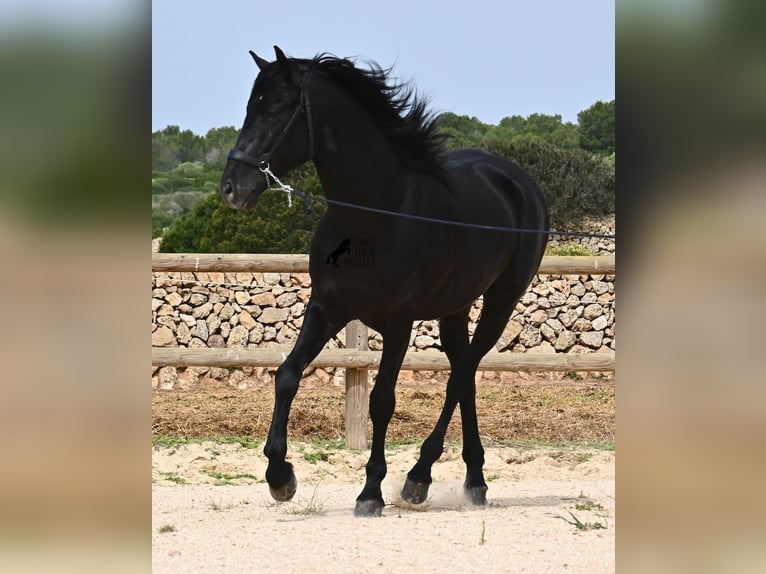 Minorquin Étalon 6 Ans 164 cm Noir in Menorca