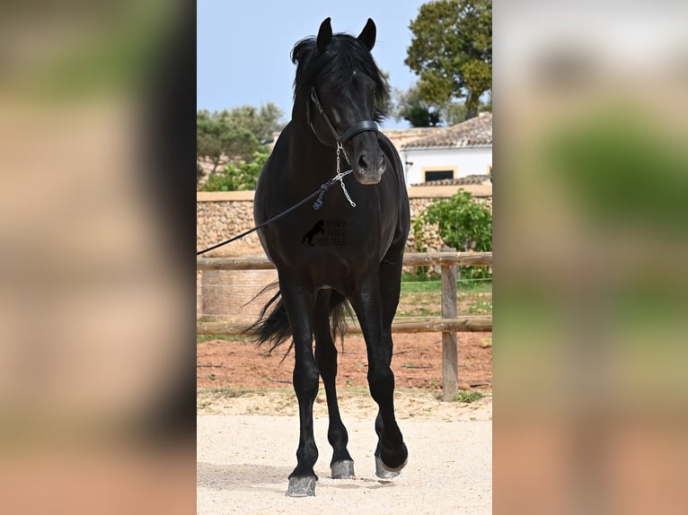 Minorquin Étalon 6 Ans 164 cm Noir in Menorca