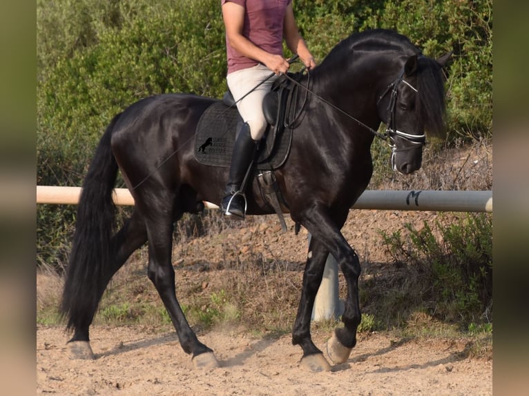 Minorquin Étalon 6 Ans 169 cm Noir in Menorca