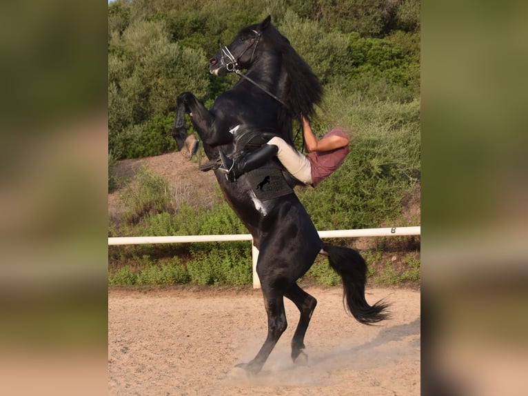 Minorquin Étalon 6 Ans 169 cm Noir in Menorca