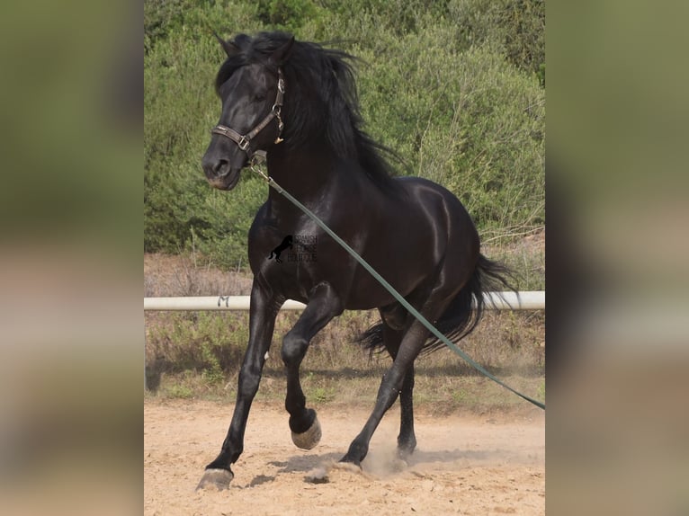 Minorquin Étalon 6 Ans 169 cm Noir in Menorca