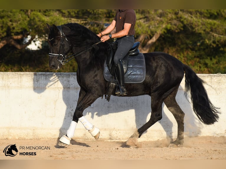 Minorquin Étalon 7 Ans 158 cm Noir in Ciutadella De Menorca