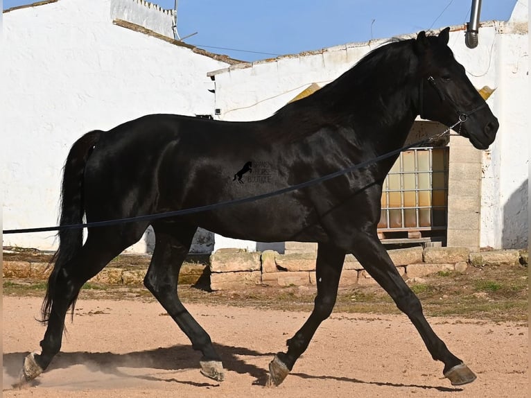Minorquin Étalon 9 Ans 174 cm Noir in Menorca